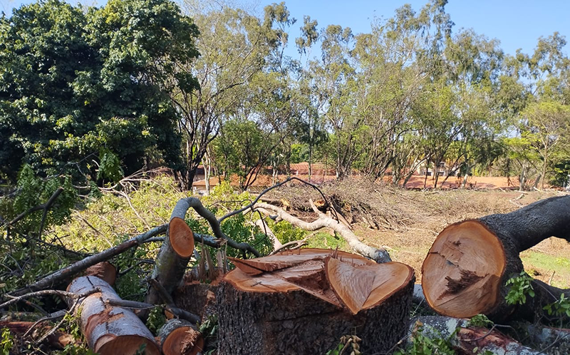 Sem justificativas razoáveis, Prefeitura do Câmpus de Ribeirão Preto está abatendo árvores nativas de grande porte