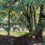 Superintendência de Gestão Ambiental participa de reunião virtual sobre corte de árvores e morte de bugios no câmpus de Ribeirão Preto, mas não ouve especialistas em flora e fauna